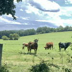 Paseo circular desde Maturana a Garaio