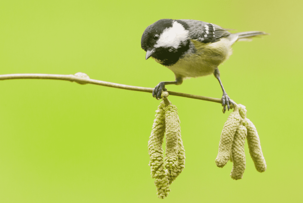 Pueblos de Álava, de abuelas a nietas y nietos. Xabier Ramos