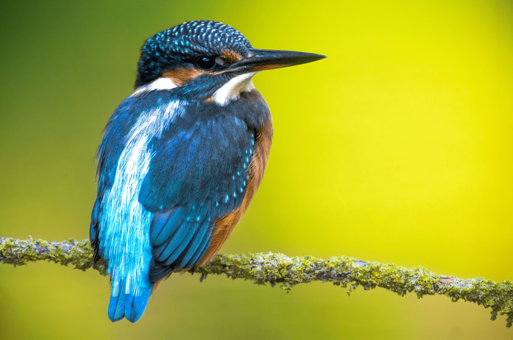 Pueblos de Álava, de abuelas a nietas y nietos. Xabier Ramos