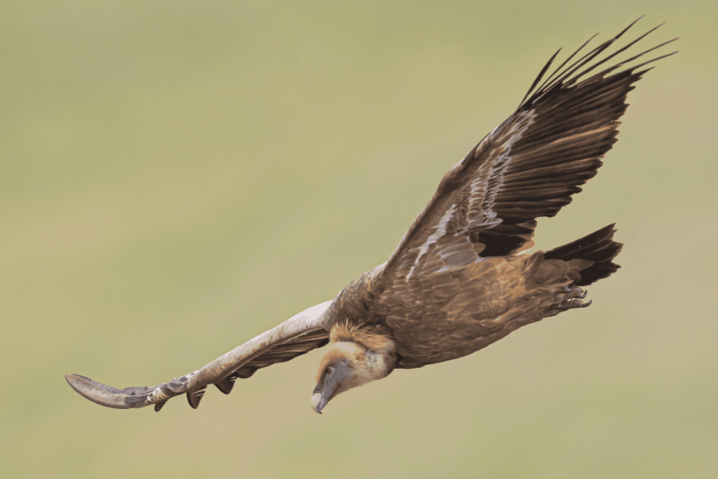 Pueblos de Álava, de abuelas a nietas y nietos. Xabier Ramos