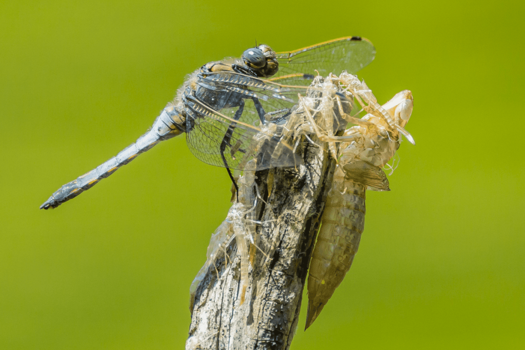 Pueblos de Álava, de abuelas a nietas y nietos. Xabier Ramos