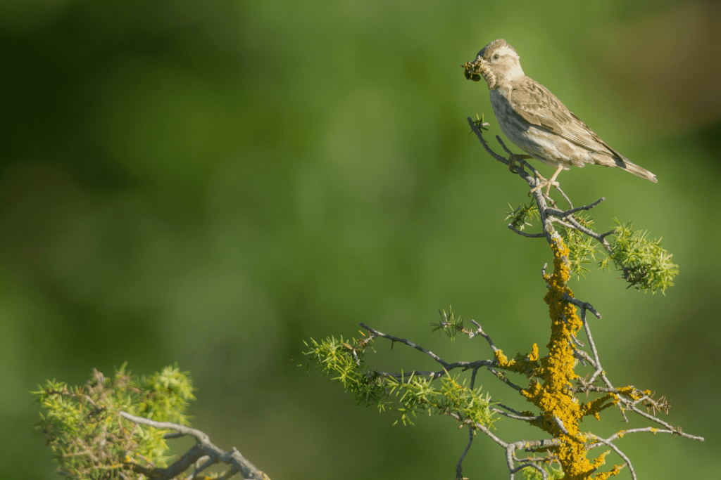 Pueblos de Álava, de abuelas a nietas y nietos. Xabier Ramos