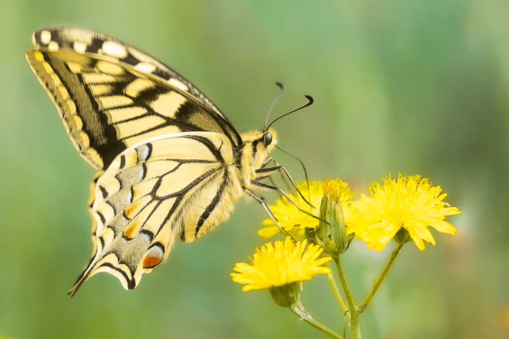 Pueblos de Álava, de abuelas a nietas y nietos. Xabier Ramos