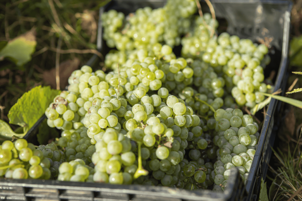 Pueblos de Álava, de abuelas a nietas y nietos. Amurrio