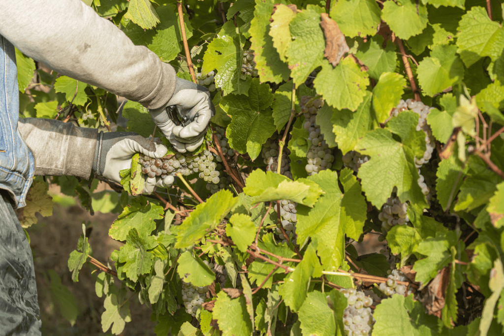 Pueblos de Álava, de abuelas a nietas y nietos. Amurrio