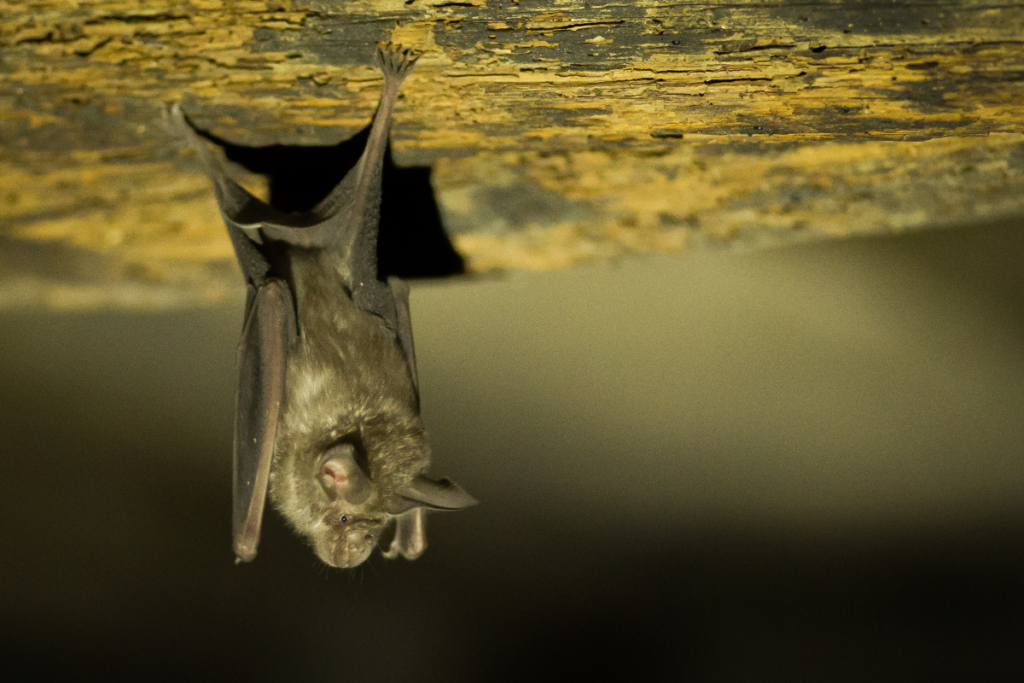 Pueblos de Álava - de abuelas a nietas y nietos. Xabier Ramos