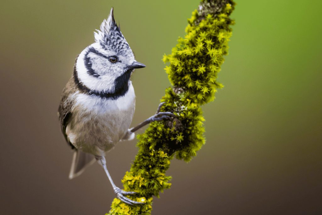 Pueblos de Álava - de abuelas a nietos. Xabier Ramos