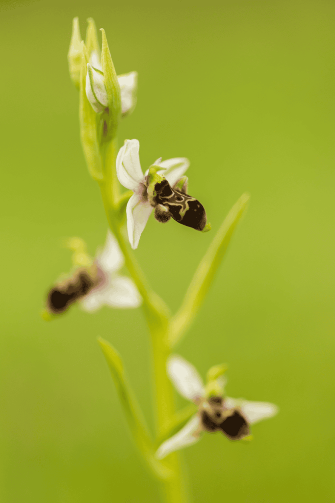 Pueblos de Álava - de abuelas a nietos. Xabier Ramos