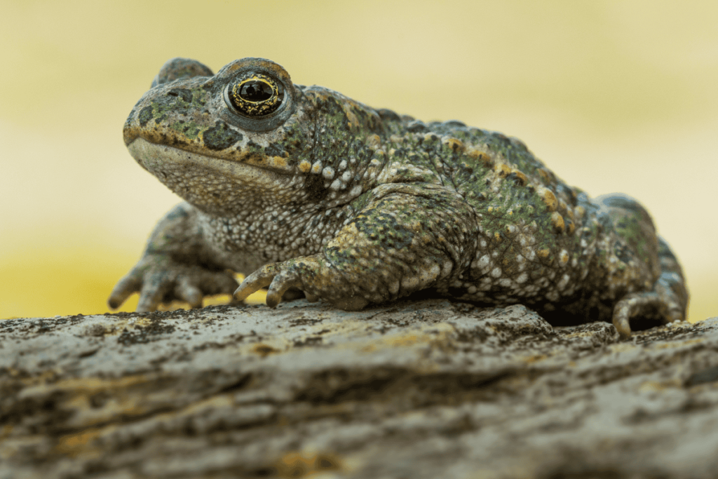 Pueblos de Álava - de abuelas a nietos. Xabier Ramos