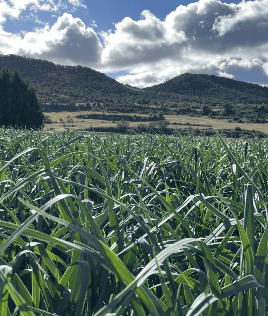 Pueblos de Álava, de abuelas a nietas y nietos. Valdegovía