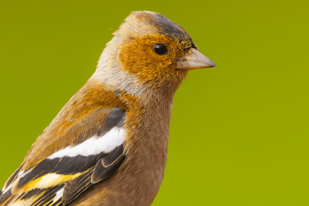 Valdegovía | Pueblos de Álava, de abuelas a nietas y nietos. Xabier Ramos