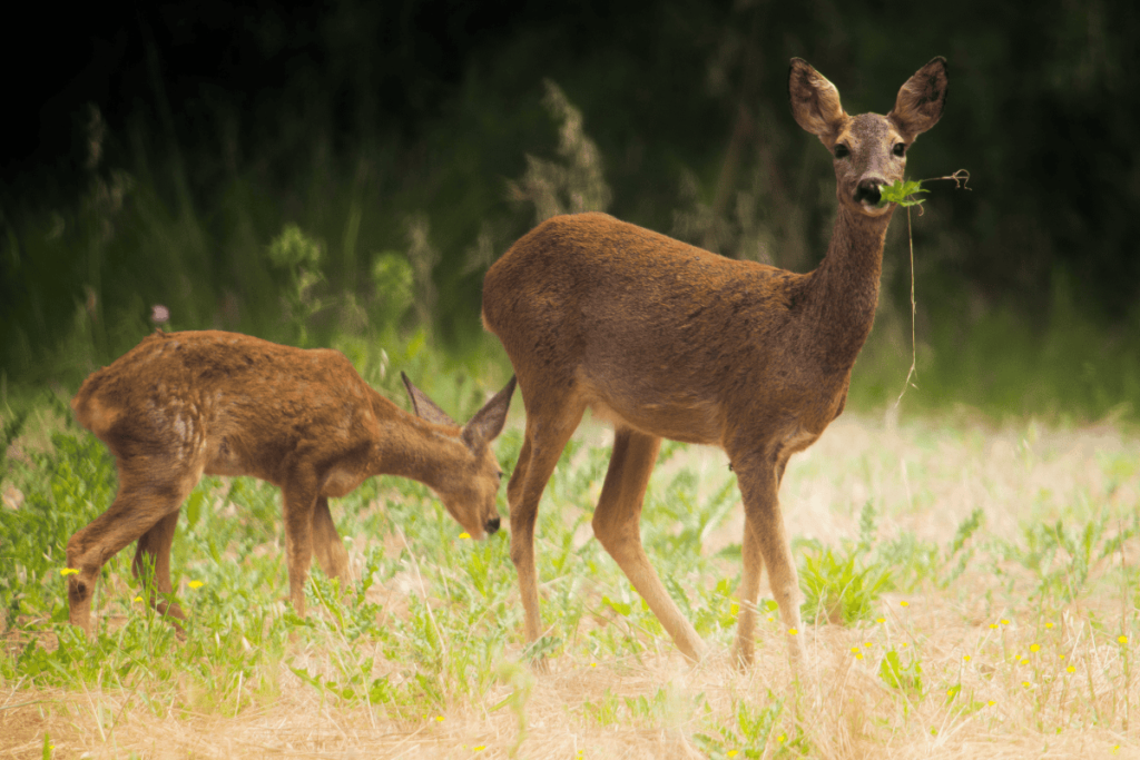 Pueblos de Álava, de abuelas a nietas y nietos. Xabier Ramos
