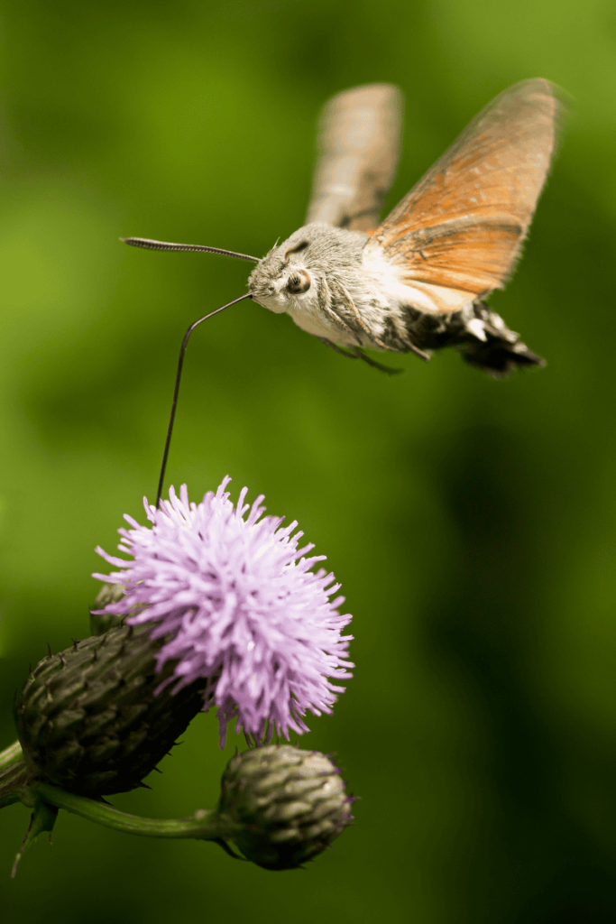 Pueblos de Álava, de abuelas a nietas y nietos. Xabier Ramos