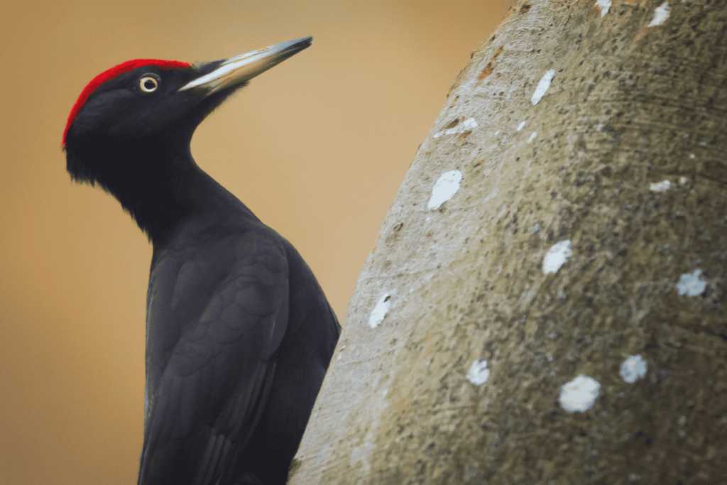 Pueblos de Álava, de abuelas a nietas y nietos. Xabier Ramos