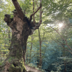 Parque Natural de Aizkorri-Aratz