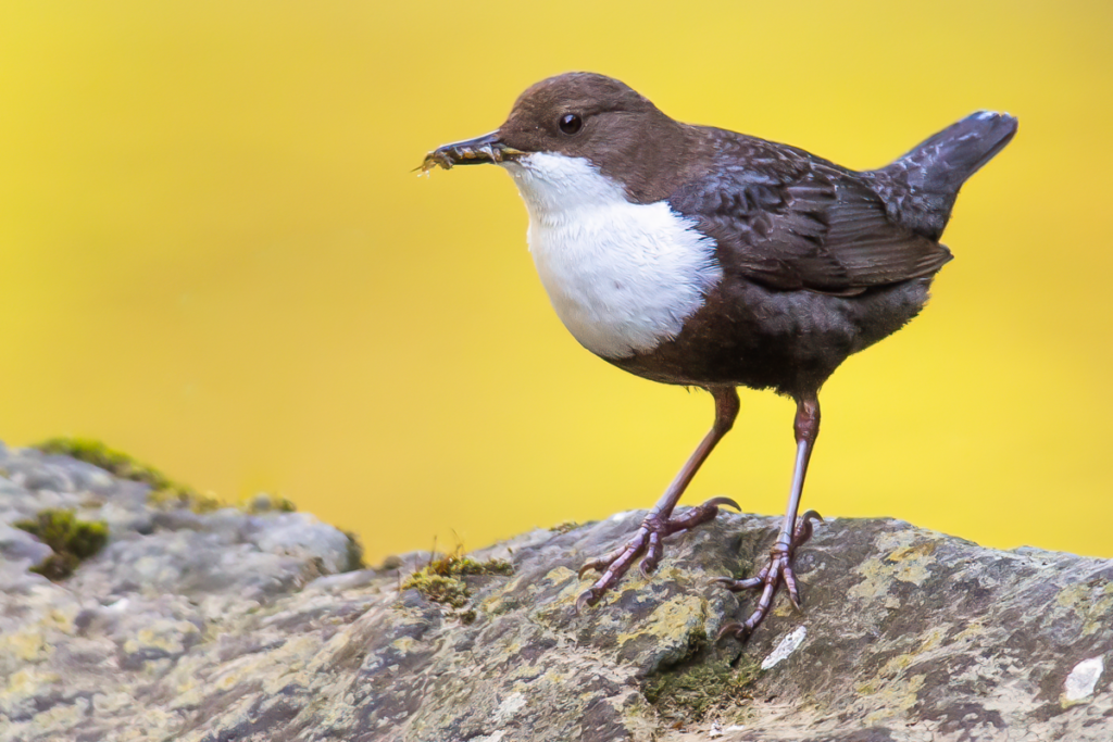 Pueblos de Álava, de abuelas a nietas y nietos. Xabier Ramos