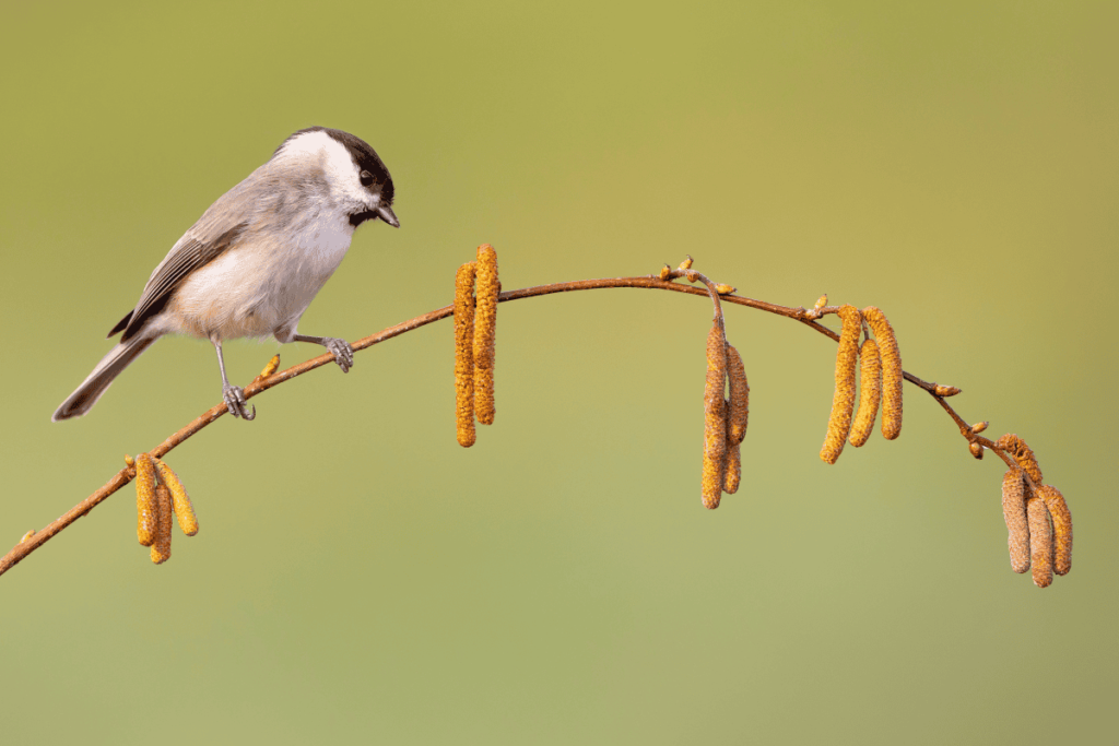 Pueblos de Álava, de abuelas a nietas y nietos. Xabier Ramos