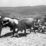 López de Guereñu. Photo-Araba