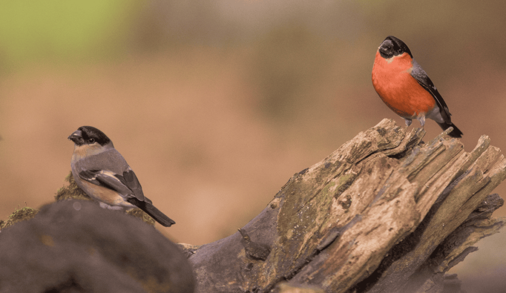 Pueblos de Álava, de abuelas a nietas y nietos. Xabier Ramos