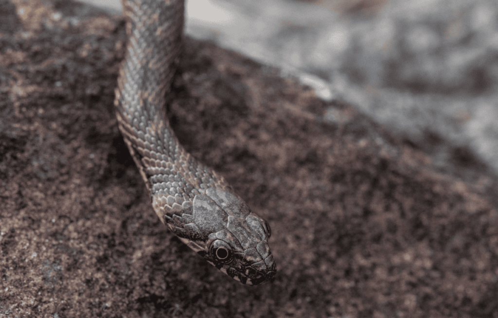 Pueblos de Álava, de abuelas a nietas y nietos. Xabier Ramos
