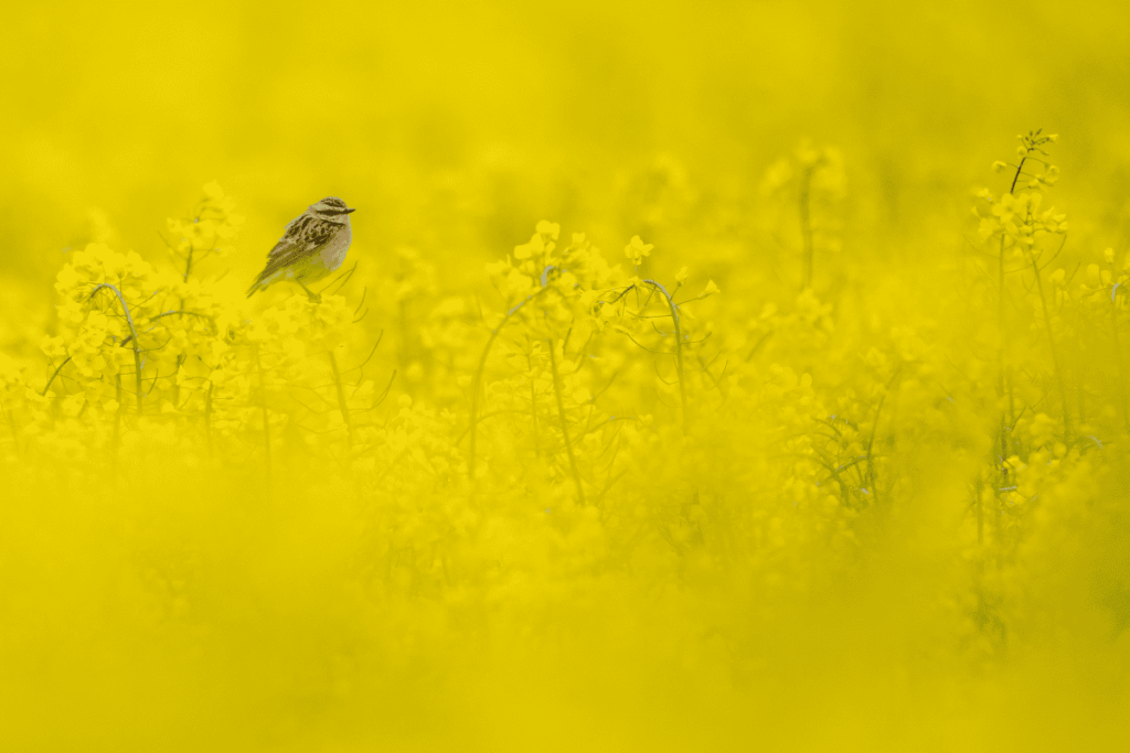 Pueblos de Álava, de abuelas a nietas y nietos. Xabier Ramos