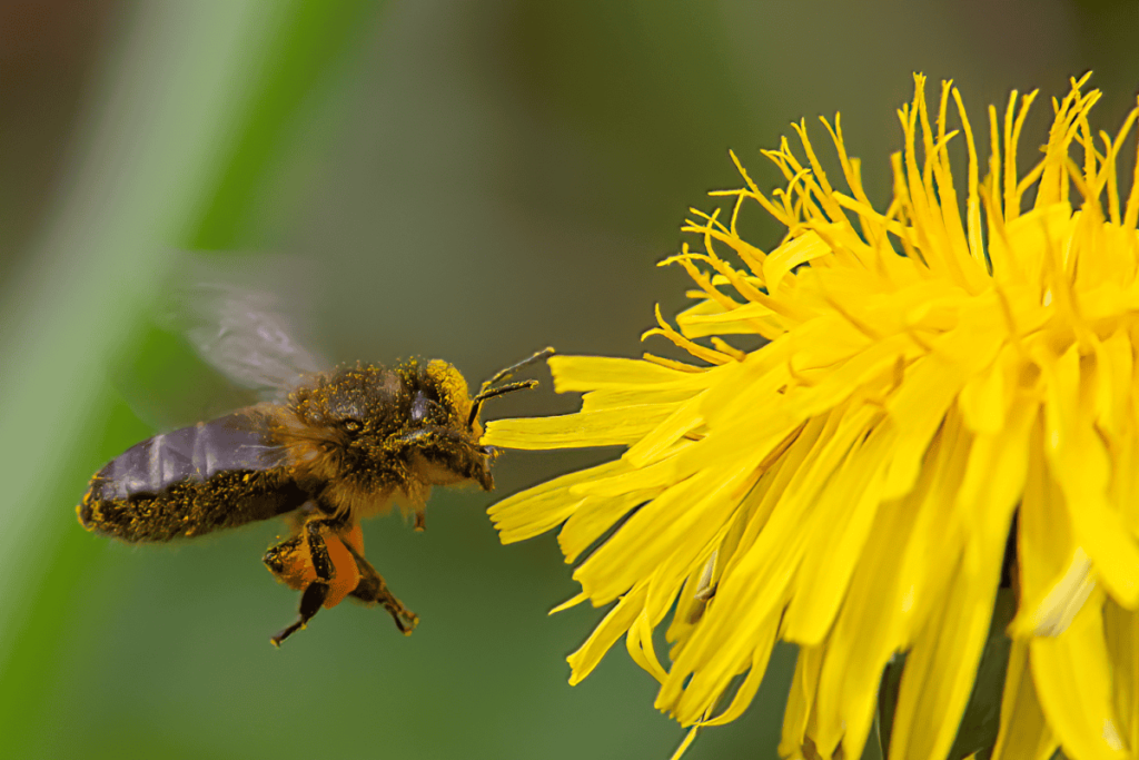 Apis melífera