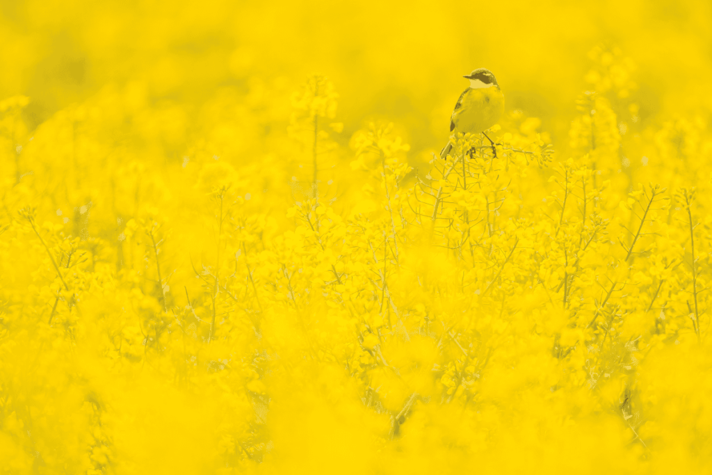 Pueblos de Álava, de abuelas a nietas y nietos. Maeztu
