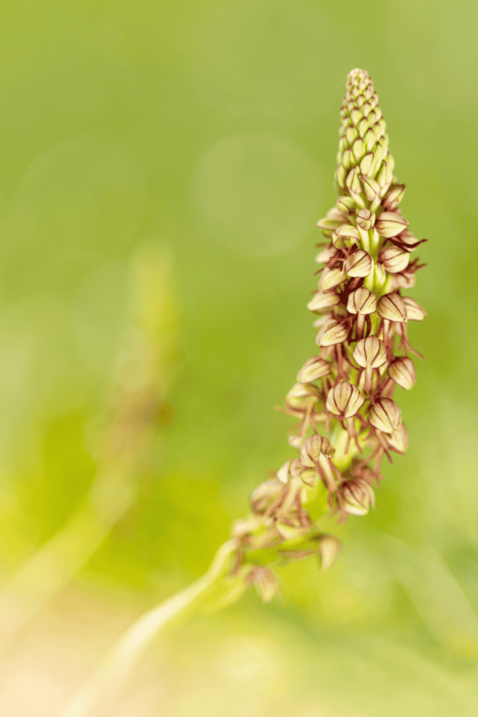Pueblos de Álava, de abuelas a nietas y nietos. Maeztu