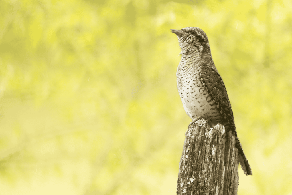 Pueblos de Álava, de abuelas a nietas y nietos. Maeztu