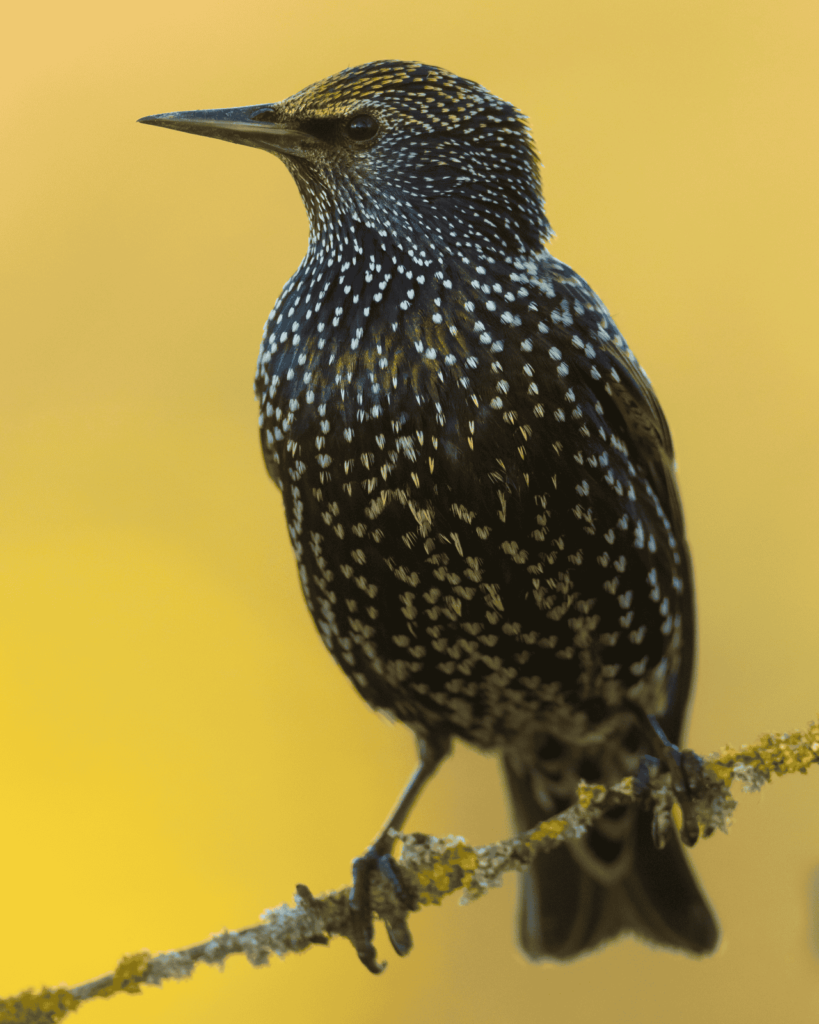 Pueblos de Álava, de abuelas a nietas y nietos. Okondo