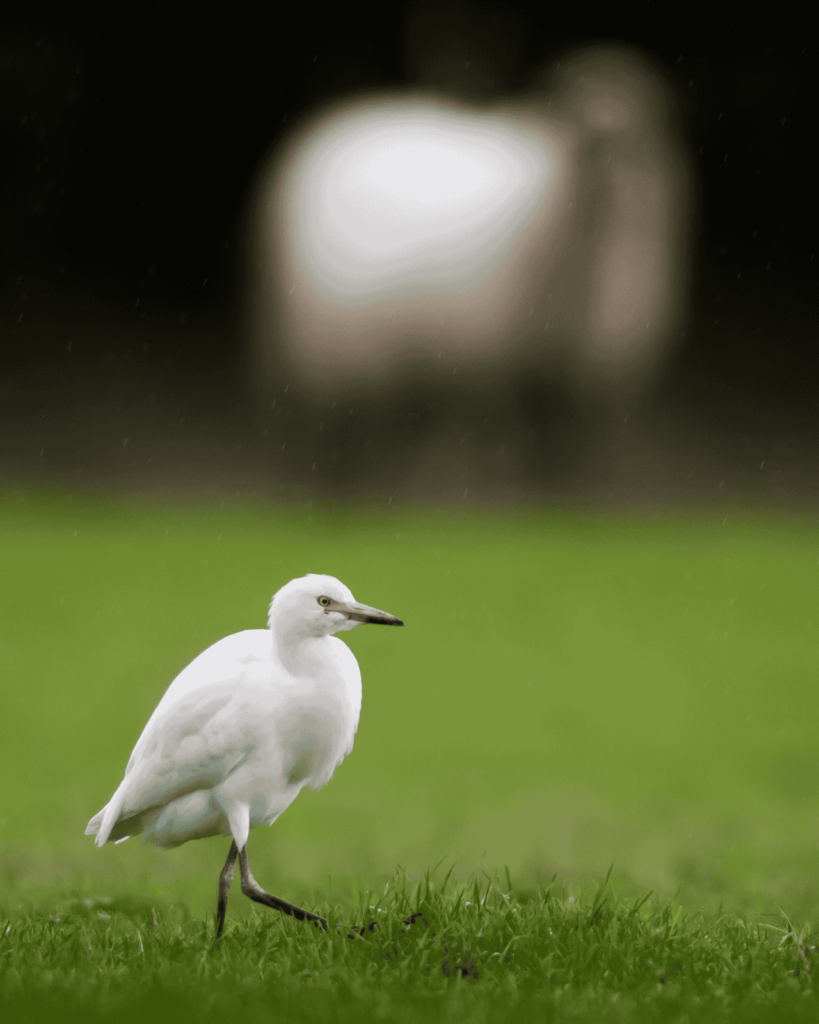 Pueblos de Álava, de abuelas a nietas y nietos. Okondo