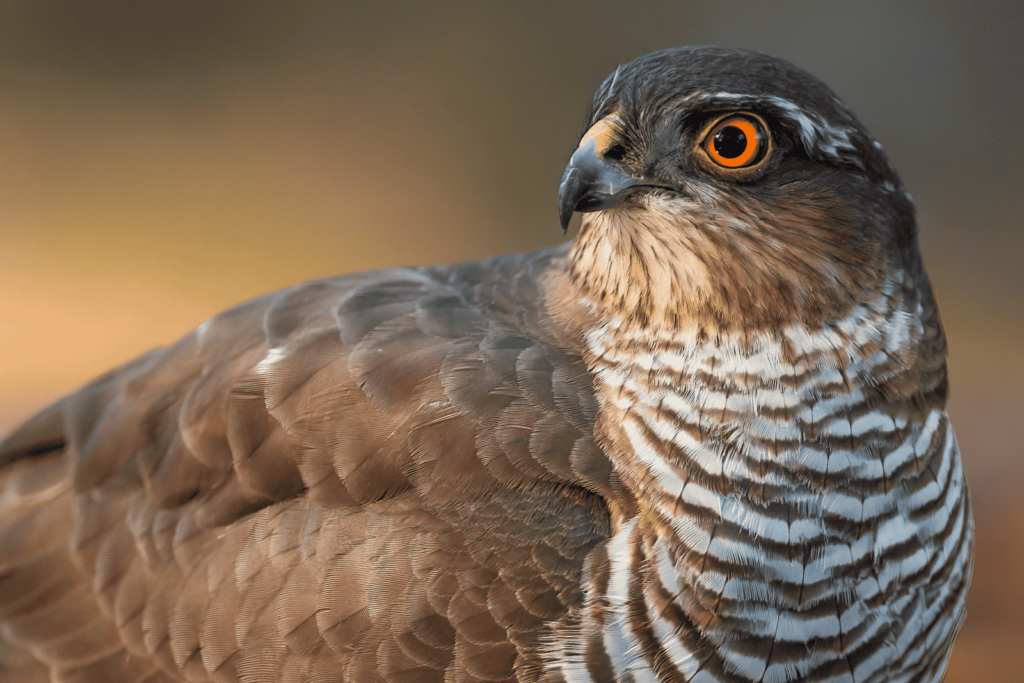 Pueblos de Álava, de abuelas a nietas y nietos. Okondo