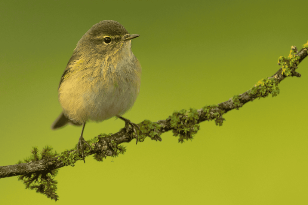 Pueblos de Álava, de abuelas a nietas y nietos. Okondo