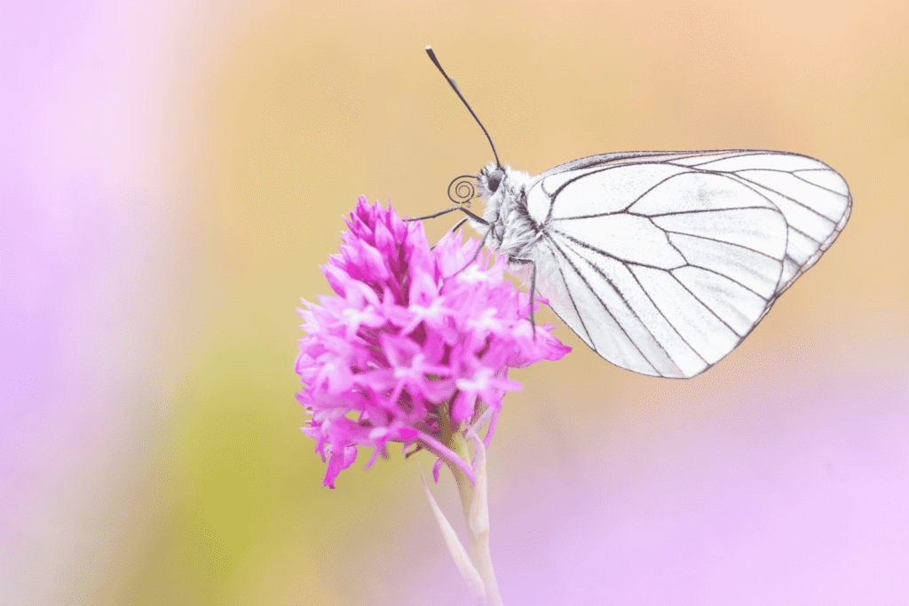 Pueblos de Álava, de abuelas a nietas y nietos. Oyón