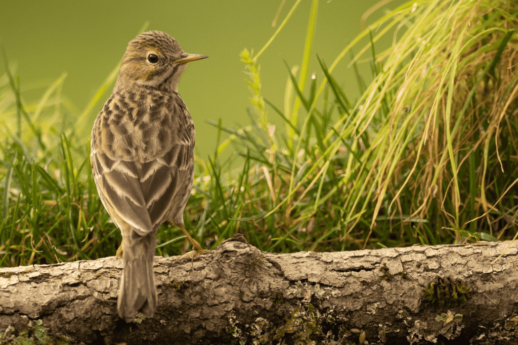 Pueblos de Álava, de abuelas a nietas y nietos. Oyón