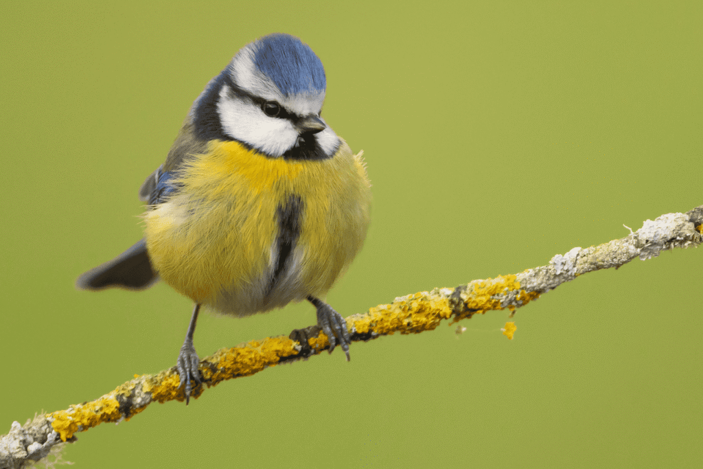 Pueblos de Álava, de abuelas a nietas y nietos. Oyón