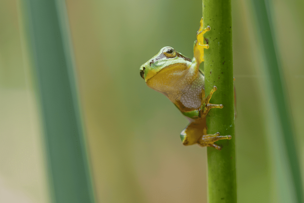 Pueblos de Álava, de abuelas a nietas y nietos. Oyón