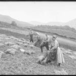 Archivo Municipal de Vitoria-Gasteiz. E.Guinea.